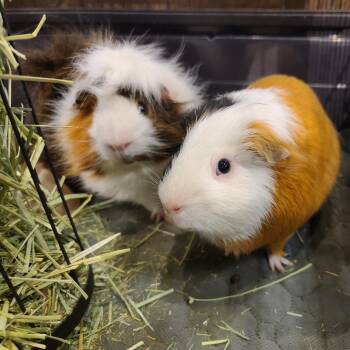 Rescue Guinea Pig Guinea Pigs for Adoption in Stokesdale, North Carolina - Annaken And Zeb | PetCurious